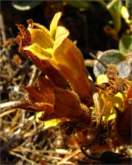 sm 444 Clustered Broomrape.jpg - Clustered Broomrape (Orobanche fasciculata): This native is a parasite which feeds by attaching itself to other plant roots.